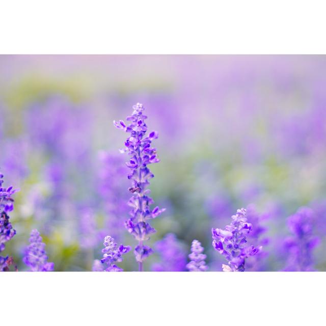 Lavender Flowers by Pixynook - Wrapped Canvas Print Ebern Designs Size: 81cm H x 122cm W x 3.8cm D on Productcaster.