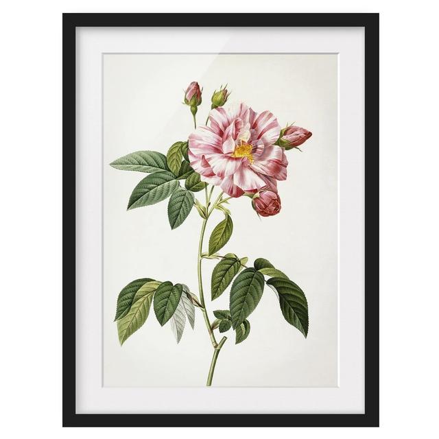 Pink Gallica Rose - Picture Frame Graphic Art Mercer41 Size: 70cm H x 50cm W x 2cm D, Framed Option: Black Framed on Productcaster.