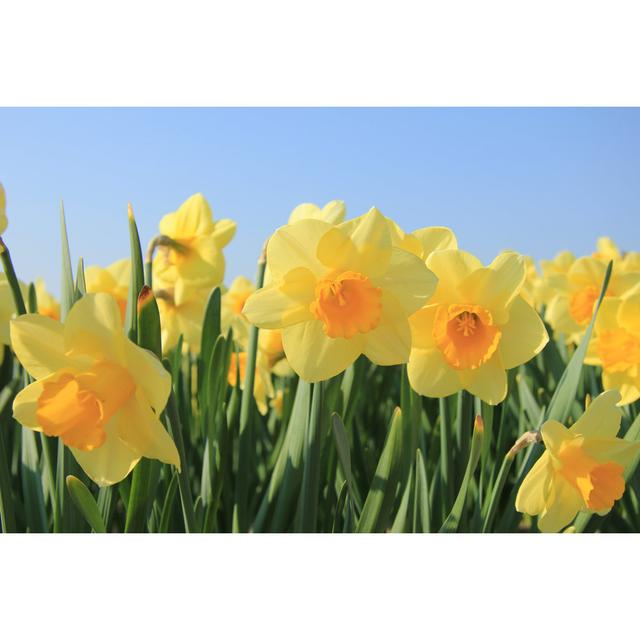 Daffodils in a Field by Studioportosabbia - Wrapped Canvas Photograph 17 Stories Size: 81cm H x 122cm W on Productcaster.