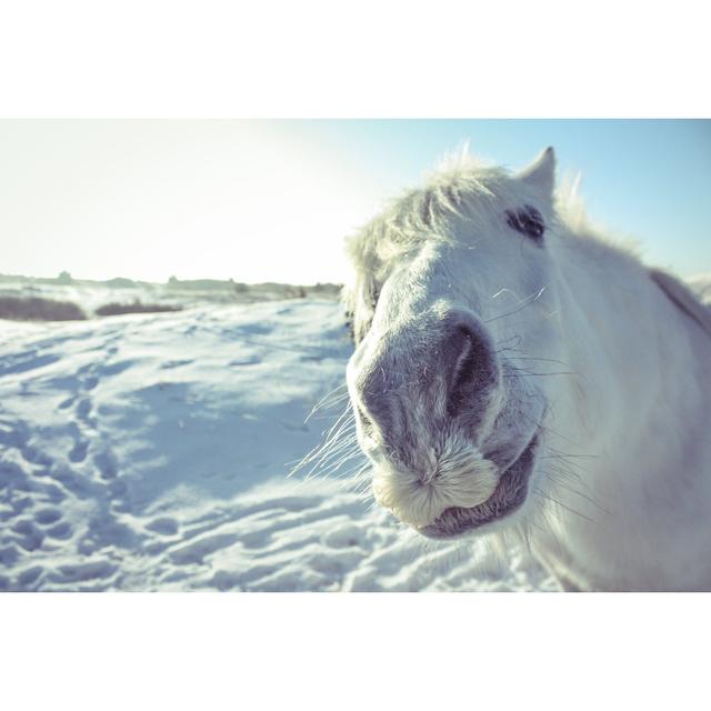 Curious White Horse by Africadventures - Wrapped Canvas Photograph Alpen Home Size: 20cm H x 30cm W on Productcaster.