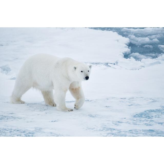 Polar Bear by KenCanning - No Frame Art Prints on Canvas Alpen Home Size: 60cm H x 90cm W on Productcaster.