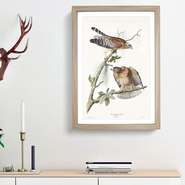 Red-Shouldered Hawks by John Audubon - Picture Frame Painting Print East Urban Home Frame Option: Oak Framed, Size: 48cm H x 36cm W x 2cm D on Productcaster.