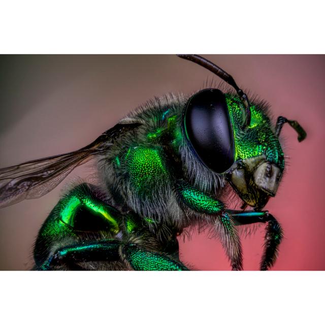 Drongen Green Orchid Bee by Pep Manz - Print Latitude Run Size: 20cm H x 30cm W x 3.8cm D on Productcaster.