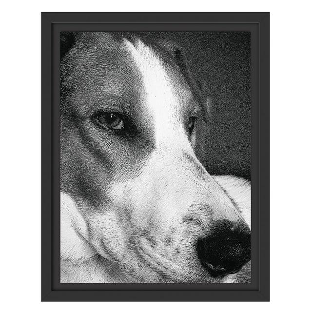 Gerahmtes Wandbild Jack Russel Terrier ruht sich aus East Urban Home Größe: 38 cm H x 30 cm B on Productcaster.