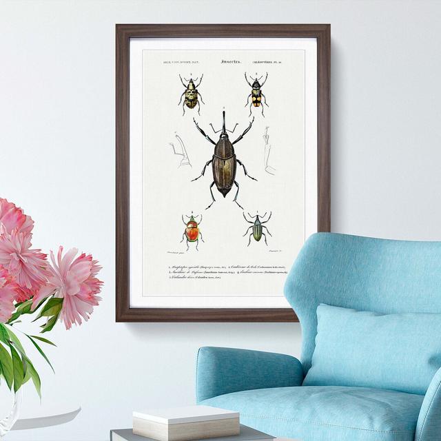 Weevil Beetle Illustrations by Charles D'Orbigny - Picture Frame Painting Print East Urban Home Frame Option: Walnut Framed, Size: 65cm H x 48cm W x 2 on Productcaster.