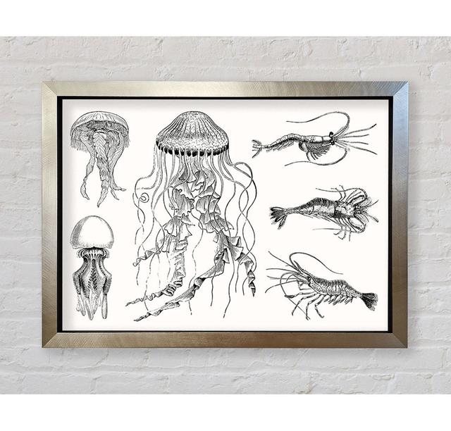 Jellyfish And Shrimp - Print Bright Star Size: 59.7cm H x 84.1cm W x 3.4cm D on Productcaster.