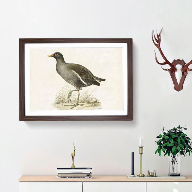 Common Moorhen by Von Wright - Picture Frame Painting Print East Urban Home Size: 48cm H x 65cm W x 2cm D, Frame Option: Walnut Framed on Productcaster.