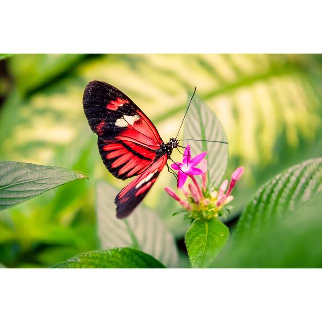 Cattleheart Butterfly by Romet6 - Wrapped Canvas Photograph Brambly Cottage Size: 81cm H x 122cm W x 3.8cm D on Productcaster.