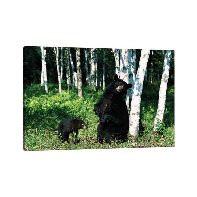 Black Bear Sow Scratching On Birch Tree With Cub Watching, North America by - Wrapped Canvas Photograph Alpen Home Size: 45.72cm H x 66.04cm W x 3.81c on Productcaster.