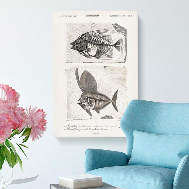 Fish Fossil Illustrations Pl. L by Charles d' Orbigny - Wrapped Canvas Painting Print East Urban Home Size: 60cm H x 40cm W x 3cm D on Productcaster.