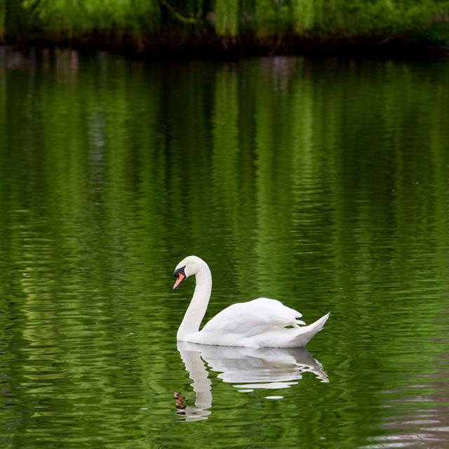 Swan In A Lake by LdF - Print Brambly Cottage Size: 51cm H x 51cm W x 3.8cm D on Productcaster.