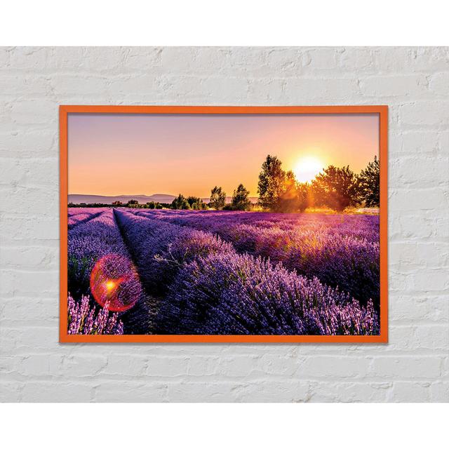 Sunflare Over The Lavender - Single Picture Frame Art Prints Ebern Designs Size: 21cm H x 29.7cm W x 2cm D, Format: Orange Framed Paper on Productcaster.