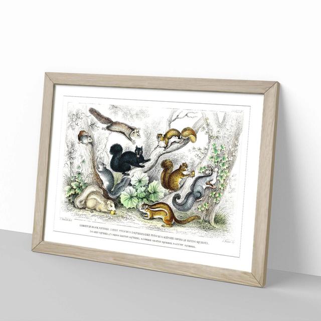 Collection of Squirrels by Oliver Goldsmith - Picture Frame Painting East Urban Home Frame Option: Oak Framed, Size: 27cm H x 36cm W x 2cm D on Productcaster.