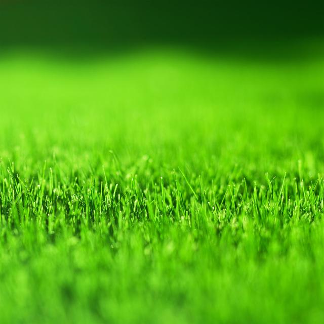 Green Grass by Nikada - No Frame Art Prints on Canvas 17 Stories Size: 76cm H x 76cm W on Productcaster.