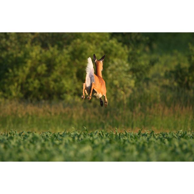 White-tailed Deer by BanksPhotos - No Frame Art Prints on Canvas Alpen Home Size: 61cm H x 91cm W on Productcaster.