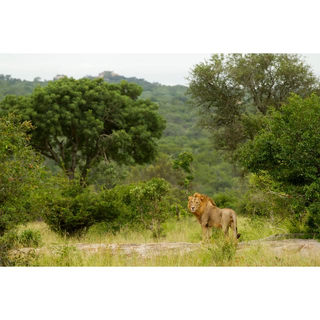 Lions Kingdom by LyleGregg - No Frame Print on Canvas 17 Stories Size: 20cm H x 30cm W on Productcaster.