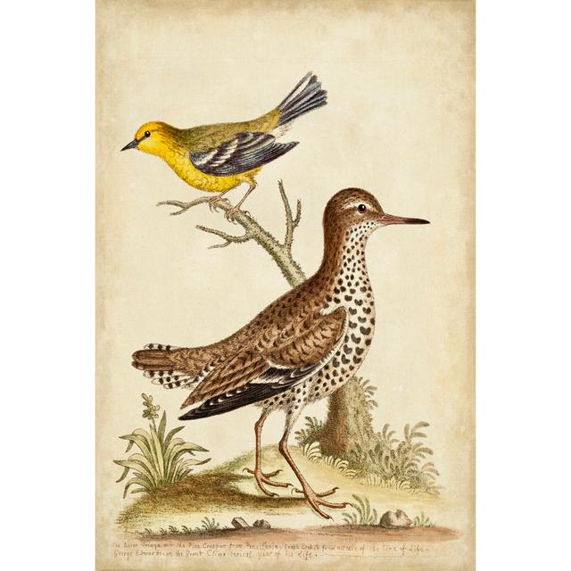 Antique Bird Menagerie I by George Edwards - Wrapped Canvas Painting Rosalind Wheeler Size: 91cm H x 61cm W x 3.8cm D on Productcaster.