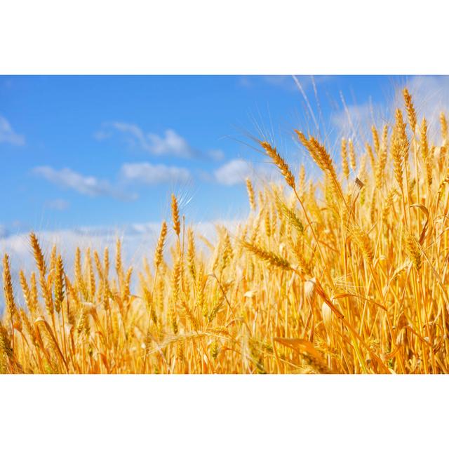 Golden Wheat Crops by Ekspansio - Wrapped Canvas Art Prints 17 Stories Size: 81cm H x 122cm W on Productcaster.