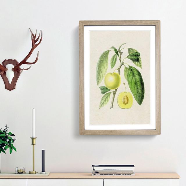 Prune Fruit Illustration - Picture Frame Painting Print East Urban Home Frame Option: Oak Framed, Size: 36cm H x 27cm W x 2cm D on Productcaster.