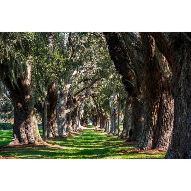 Oak Tunnel by Dbvirago - Wrapped Canvas Photograph 17 Stories Size: 61cm H x 91cm W on Productcaster.