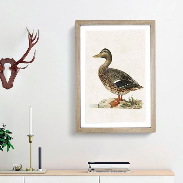 Female Mallard Duck by Von Wright - Picture Frame Painting Print East Urban Home Size: 50cm H x 35cm W x 2cm D, Frame Option: Oak on Productcaster.