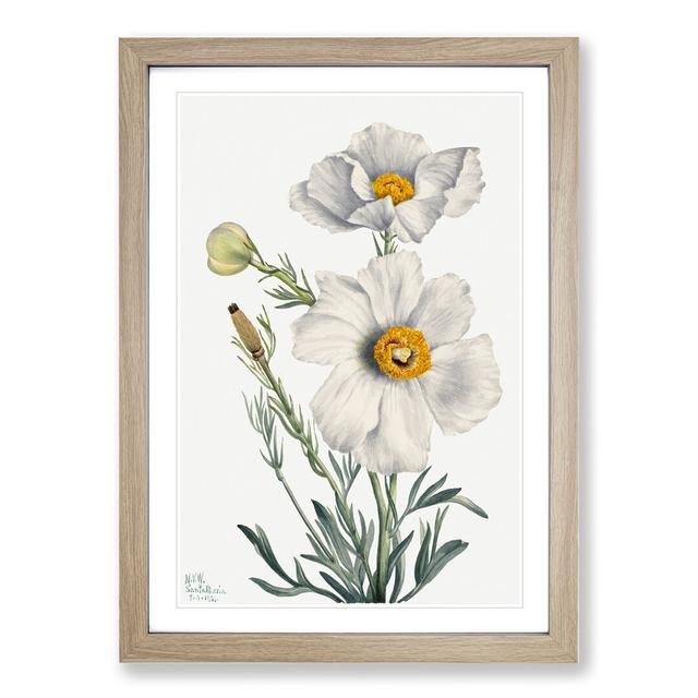 Matilija Poppy by Mary Vaux Walcott - Picture Frame Painting East Urban Home Size: 65cm H x 48cm W x 2cm D, Frame Option: Oak Framed on Productcaster.