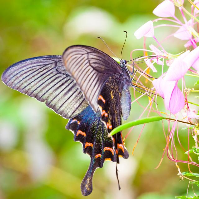 Butterfly - Wrapped Canvas Print Brambly Cottage Size: 76cm H x 76cm W x 3.8cm D on Productcaster.