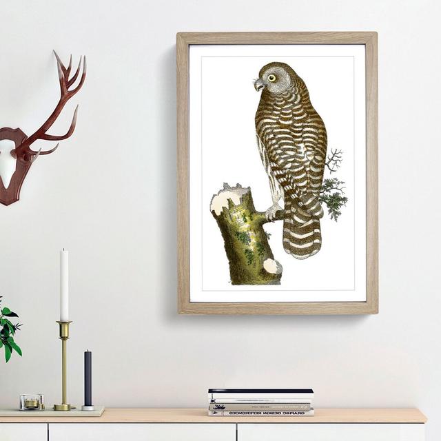 Clouded Owl by George Shaw - Picture Frame Painting Print East Urban Home Frame Option: Oak Framed, Size: 48cm H x 36cm W x 2cm D on Productcaster.