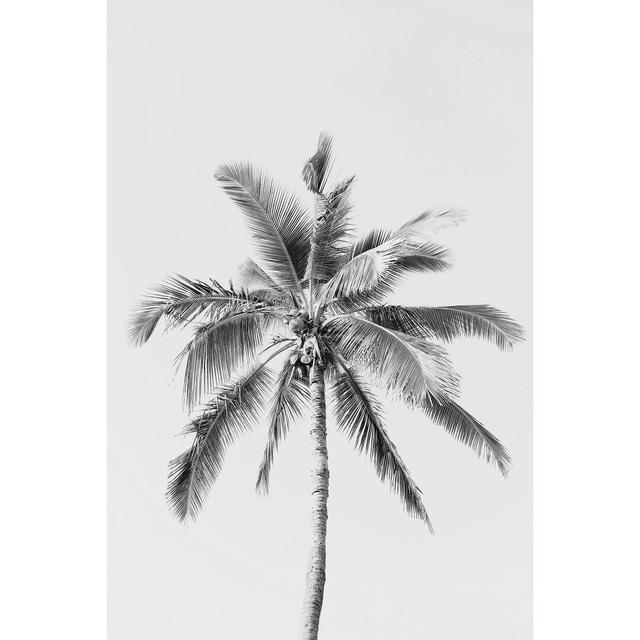 Black And White Palm Tree Pergo Classics Size: 61cm H x 91cm W x 3.8cm D on Productcaster.