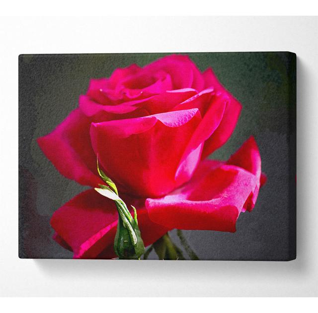 Red Pink Rose - Print Latitude Run Size: 35.6cm H x 50.8cm W x 10cm D on Productcaster.