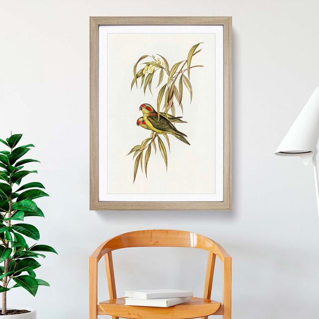 Musky Lorikeets by Elizabeth Gould - Picture Frame Painting Print East Urban Home Size: 48cm H x 36cm W x 2cm D, Frame Option: Oak Framed on Productcaster.