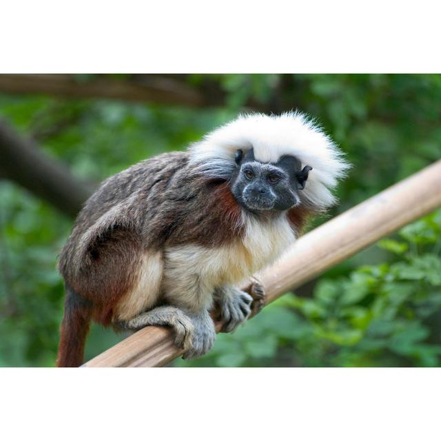 Cotton-Top Tamarin by Desperado - No Frame Print on Canvas 17 Stories Size: 20cm H x 30cm W on Productcaster.