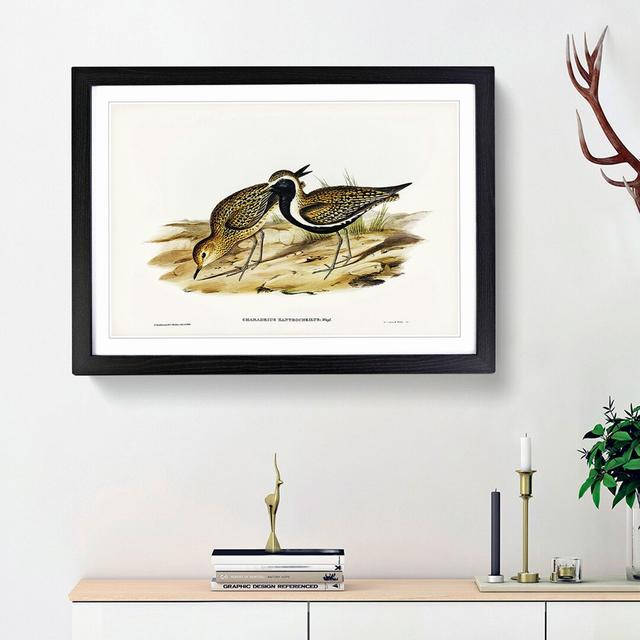 Australian Golden Plover by Elizabeth Gould - Picture Frame Painting Print on Paper East Urban Home Size: 24cm H x 33cm W x 2cm D, Frame Option: Black on Productcaster.