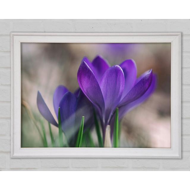 Purple Crocus Opening Up - Druck Brayden Studio Format: Poster mit weißem Rahmen, Größe: 84,1 cm H x 118,9 cm B x 1,5 cm T on Productcaster.