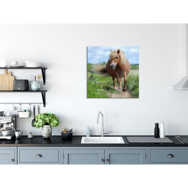 Shetland Pony in a Meadow - Unframed Photograph on Glass August Grove Size: 60cm H x 60cm W x 0.4cm D on Productcaster.