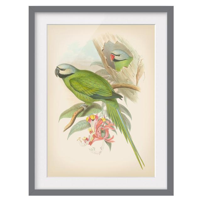 Vintage Illustration Tropical Birds II - Picture Frame Graphic Art Bay Isle Home Frame Option: Grey Framed, Size: 100cm H x 70cm W x 2cm D on Productcaster.