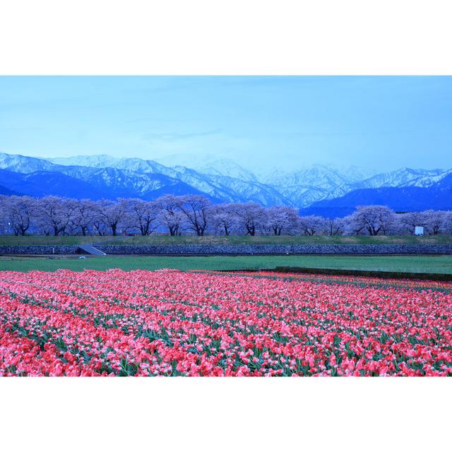 Tulips And Cherry Tree by Noririn - Wrapped Canvas Print Alpen Home Size: 61cm H x 91cm W on Productcaster.