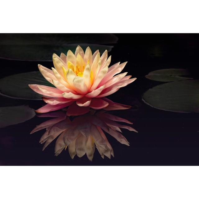 Water Lily by Phburchett - Wrapped Canvas Photograph Ebern Designs Size: 81cm H x 122cm W on Productcaster.