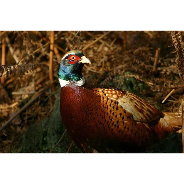 Male Pheasant Bird by Mikeuk - No Frame Art Prints on Canvas 17 Stories Size: 51cm H x 76cm W on Productcaster.