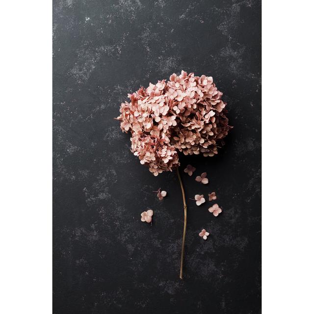 Dried Flowers Hydrangea on Black Vintage Table, Top View by Julia_Sudnitskaya - Wrapped Canvas Photograph Ebern Designs Size: 122cm H x 81cm W x 3.8cm on Productcaster.