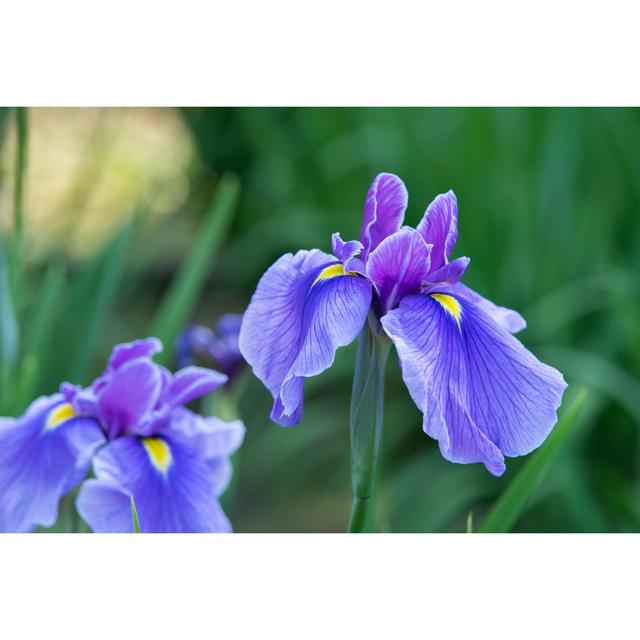 Purple Iris Flowers Ebern Designs Size: 20cm H x 30cm W x 3.8cm D on Productcaster.