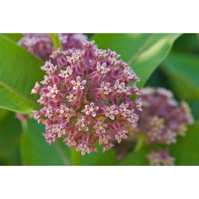 Common Milkweed Inflorescence - Wrapped Canvas Photograph Latitude Run Size: 20cm H x 30cm W x 3.8cm D on Productcaster.