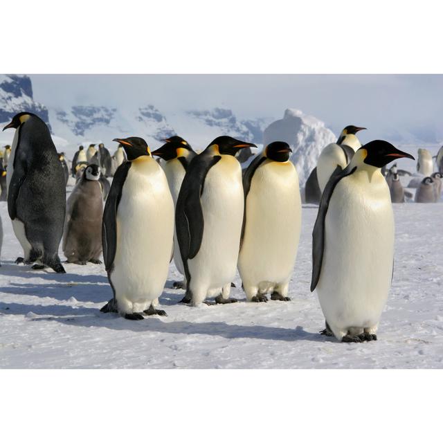 Emperor Penguins by Bernardbreton - Wrapped Canvas Photograph Latitude Run Size: 51cm H x 76cm W on Productcaster.