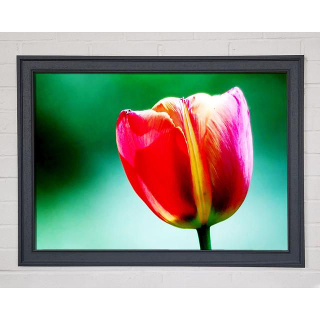 Single Pink Tulip - Single Picture Frame Art Prints Ebern Designs Size: 59.7cm H x 84.1cm W on Productcaster.