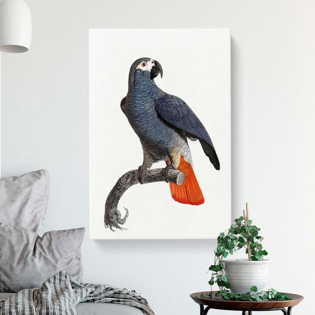 Orange-Tipped Grey Parrot by F. Levaillant - Wrapped Canvas Painting Print East Urban Home Size: 50cm H x 35cm W x 3cm D on Productcaster.