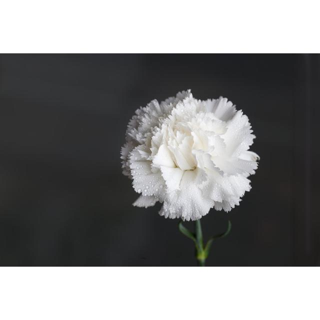 Single White Carnation by Jxfzsy - No Frame Art Prints on Canvas Wall Art Production Network Size: 30cm H x 46cm W on Productcaster.