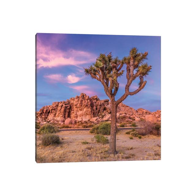 Joshua Tree Evening Scenery by Melanie Viola - Wrapped Canvas Photograph Natur Pur Size: 45.72cm H x 45.72cm W x 1.905cm D on Productcaster.