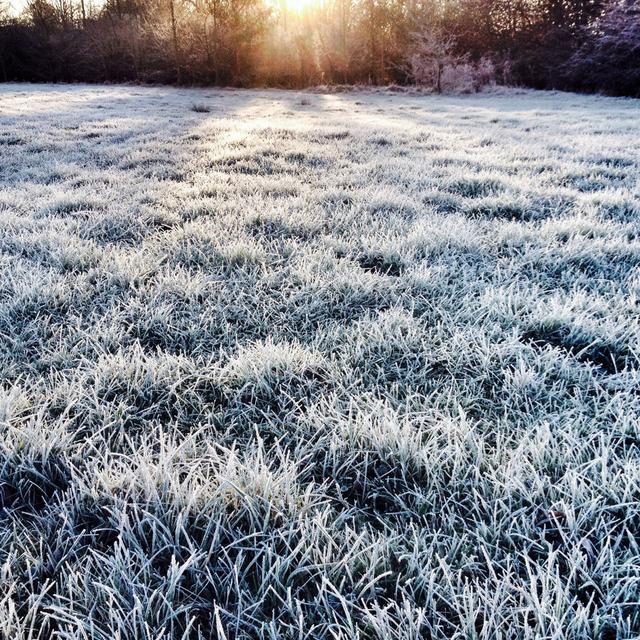 Frosty Morning by Thinglass - Wrapped Canvas Photograph 17 Stories Size: 30cm H x 30cm W on Productcaster.