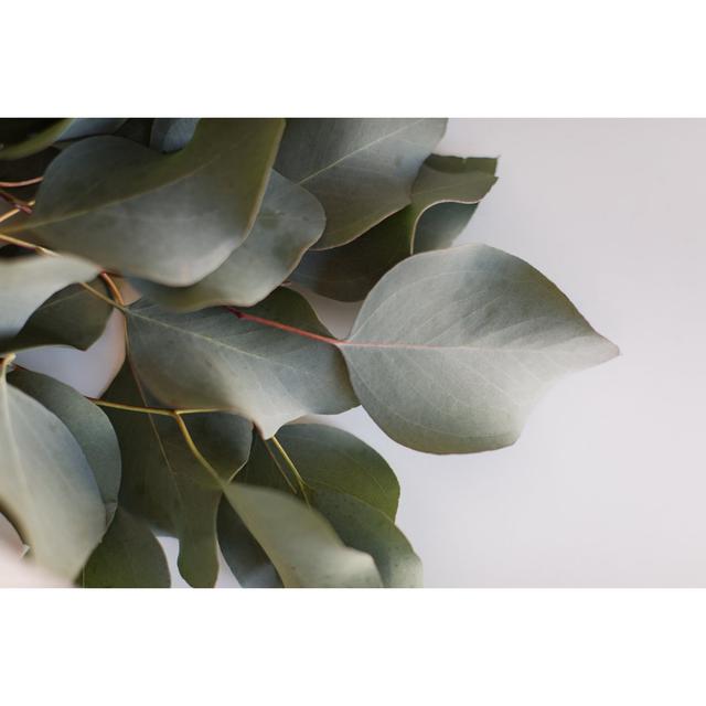 Leaf Eucalyptus by Crystal Bolin Photography - Print 17 Stories Size: 20cm H x 30cm W on Productcaster.