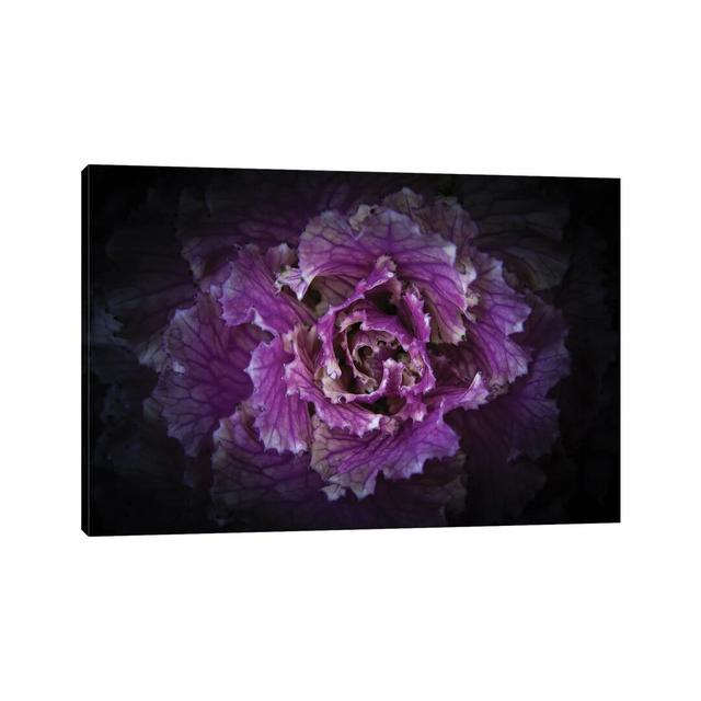 Flowering Cabbage II by Brian Carson - Wrapped Canvas Graphic Art Ebern Designs Size: 30.48cm H x 45.72cm W x 1.91cm D on Productcaster.